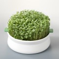Germline Vas pentru germinare